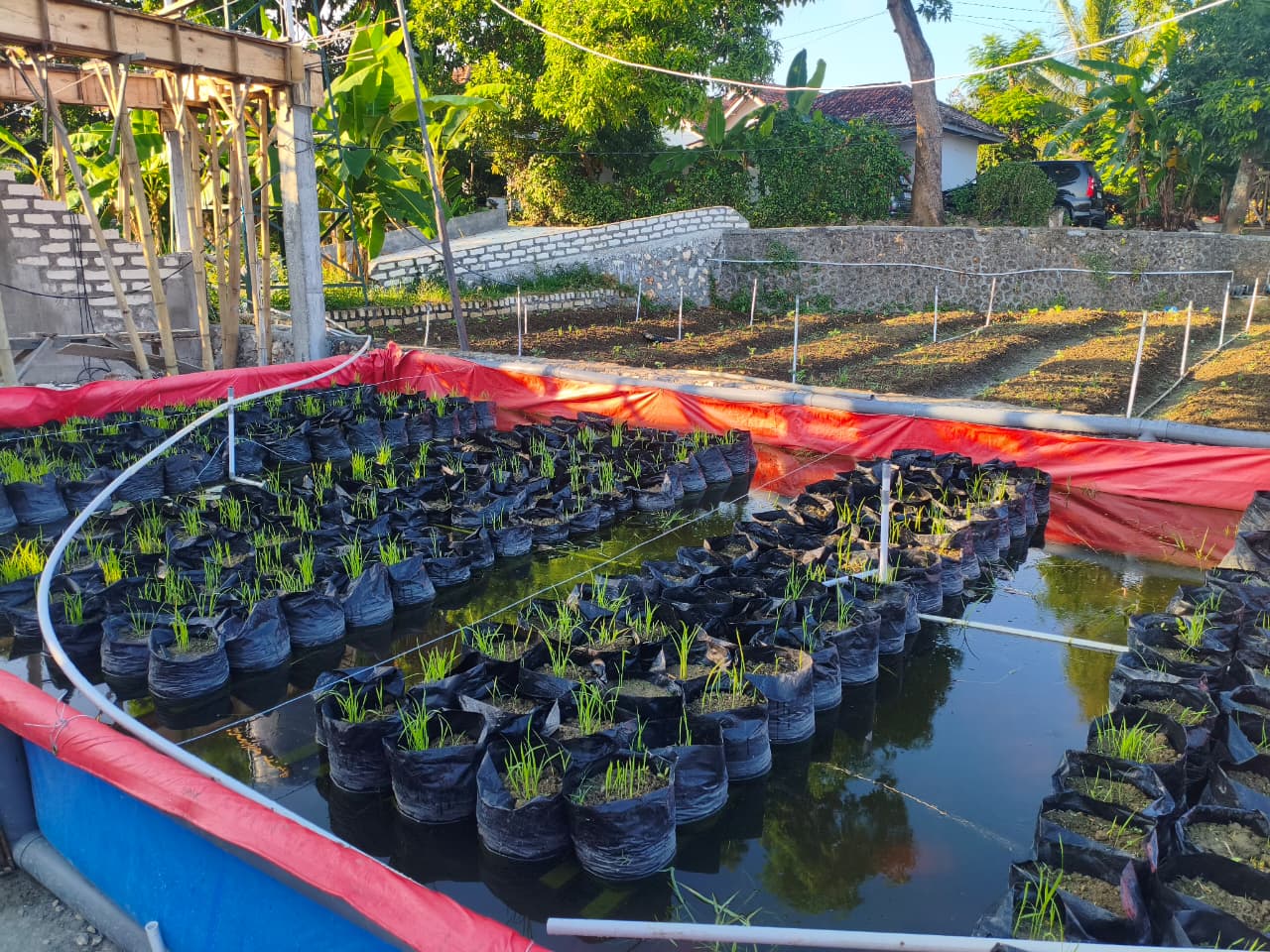 Demplot Sawah Terapung